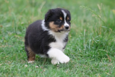 Les chiots de Berger Australien