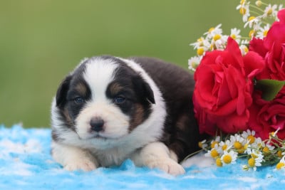 Les chiots de Berger Australien