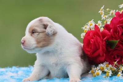 Les chiots de Berger Australien