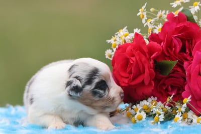 Les chiots de Berger Australien