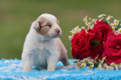 Les chiots de Berger Australien