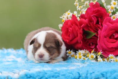 Les chiots de Berger Australien
