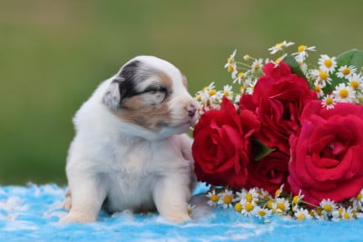 Les chiots de Berger Australien
