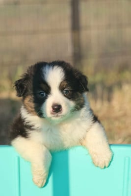 Les chiots de Berger Australien