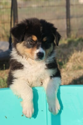 Les chiots de Berger Australien