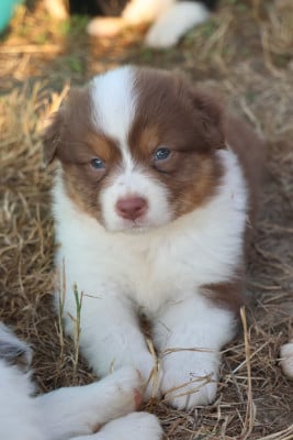 Les chiots de Berger Australien