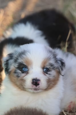 Les chiots de Berger Australien