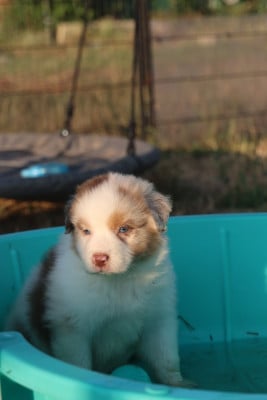 Les chiots de Berger Australien