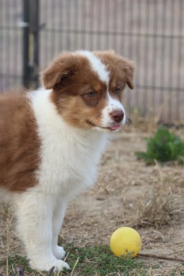 Les chiots de Berger Australien