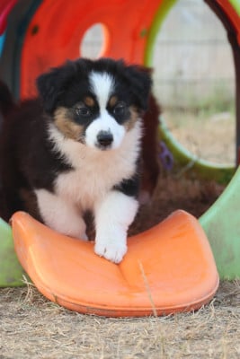 Les chiots de Berger Australien