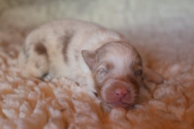 Les chiots de Berger Australien