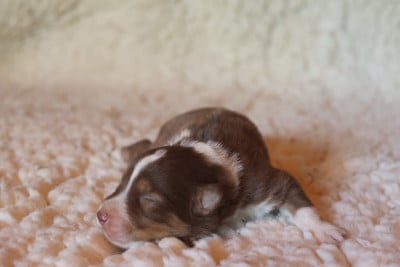 Les chiots de Berger Australien