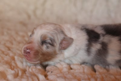 Les chiots de Berger Australien