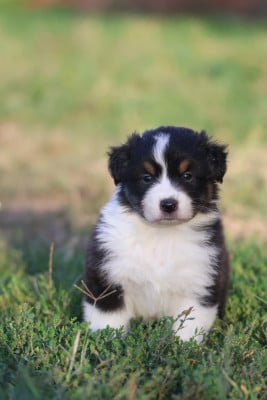 Les chiots de Berger Australien