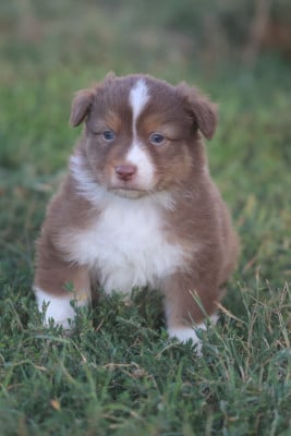Les chiots de Berger Australien