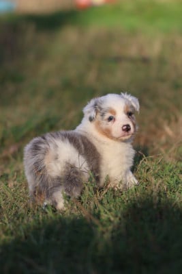 Les chiots de Berger Australien