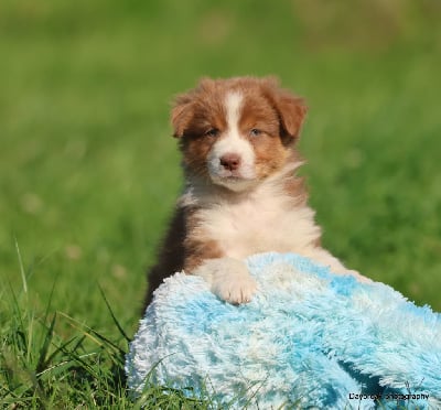 Les chiots de Berger Australien