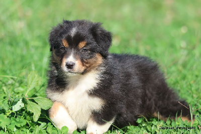 Les chiots de Berger Australien