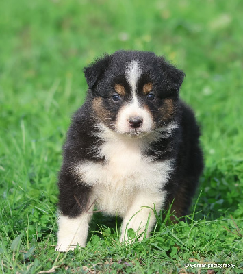 Les chiots de Berger Australien