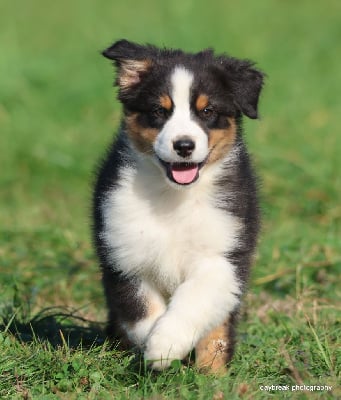 Les chiots de Berger Australien