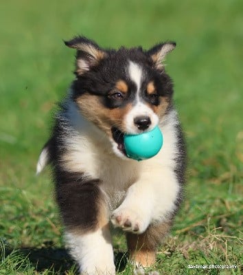 Un petit bout très joueur dès qu'il nous aperçoit il va chercher sa balle pour jouer avec nous.
Une chiot qui est très câlin et proche de l'humain.