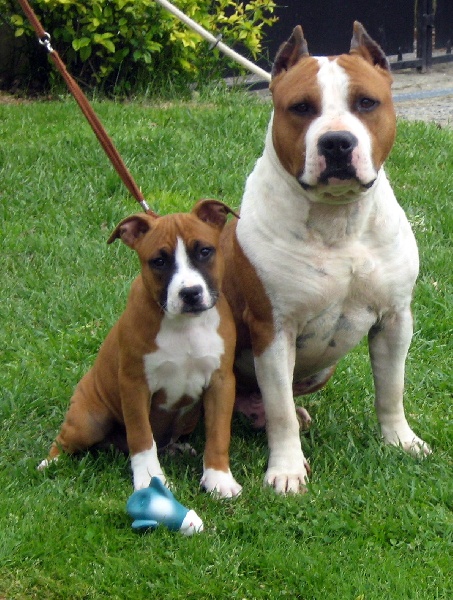 Magic-ster des Guerriers Occitans