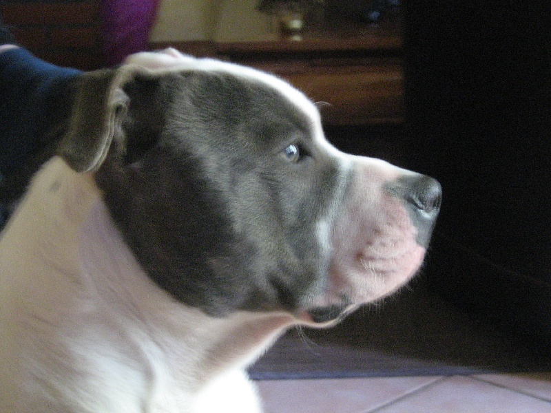 Cerdan ' alias ceusteur ' des Guerriers Occitans