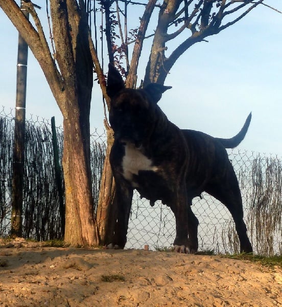 Faune queen safarie des Guerriers Occitans