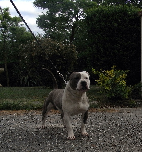 Publication : des Guerriers Occitans Auteur : lapeyre-frederic/ martins rose-m