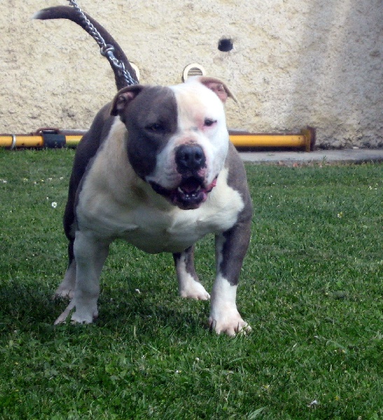 Cerdan ' alias ceusteur ' des Guerriers Occitans