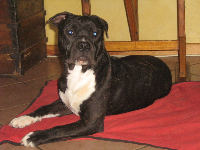 Elvis'  king off the king ' des Guerriers Occitans