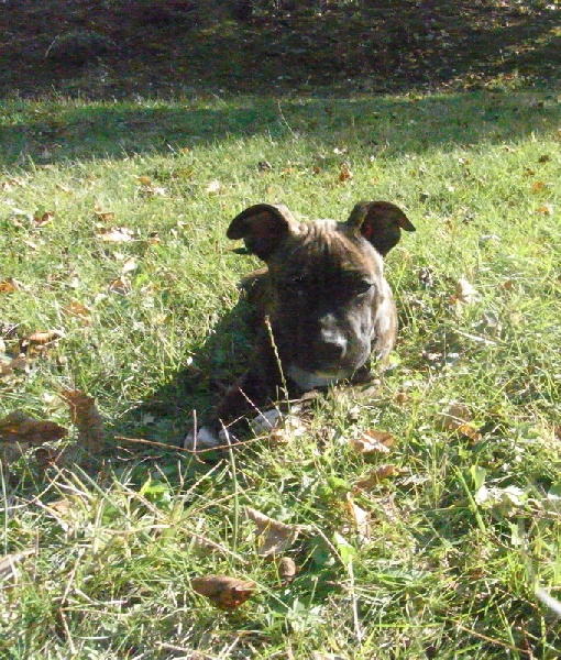 Faune queen safarie des Guerriers Occitans