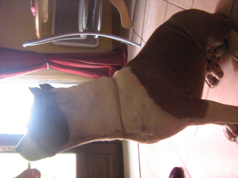 Magic-ster des Guerriers Occitans