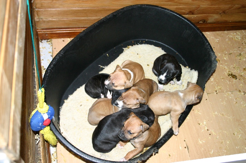 Arena black-night des Guerriers Occitans