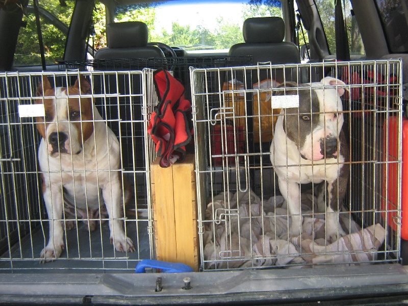 Magic-ster des Guerriers Occitans