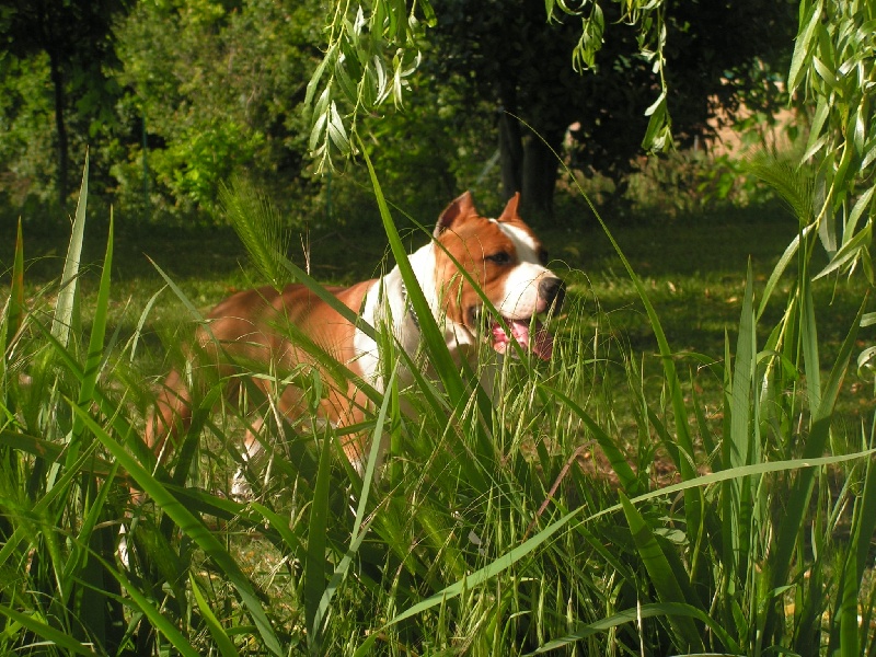 Magic-ster des Guerriers Occitans