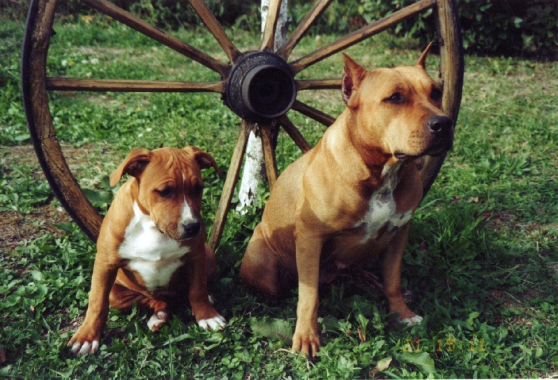 Usa- des Guerriers Occitans