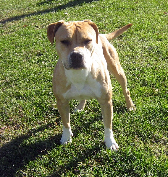 Arley-bety boops des Guerriers Occitans