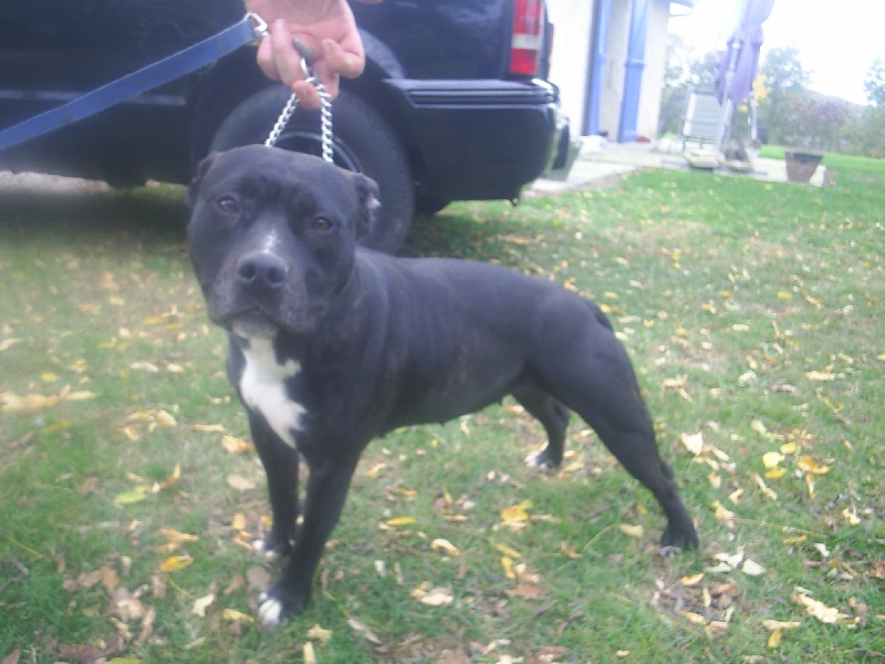 Arena black-night des Guerriers Occitans