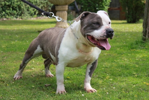 Publication : des Guerriers Occitans Auteur : lapeyre-frederic/ martins rose-m