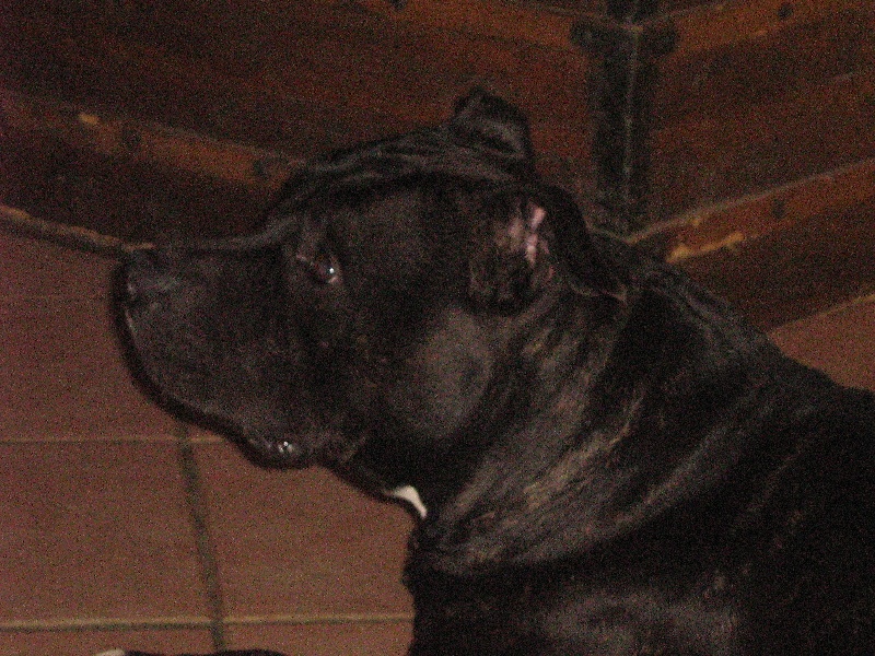 Dangerous black dodge des Guerriers Occitans