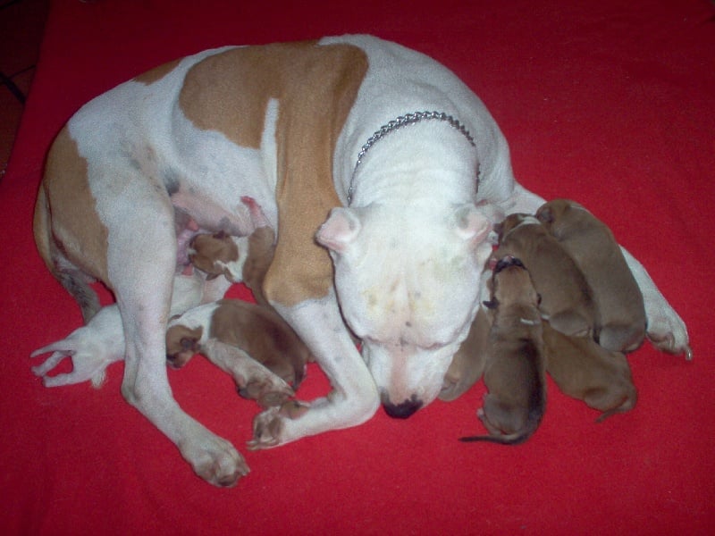 Arley-bety boops des Guerriers Occitans