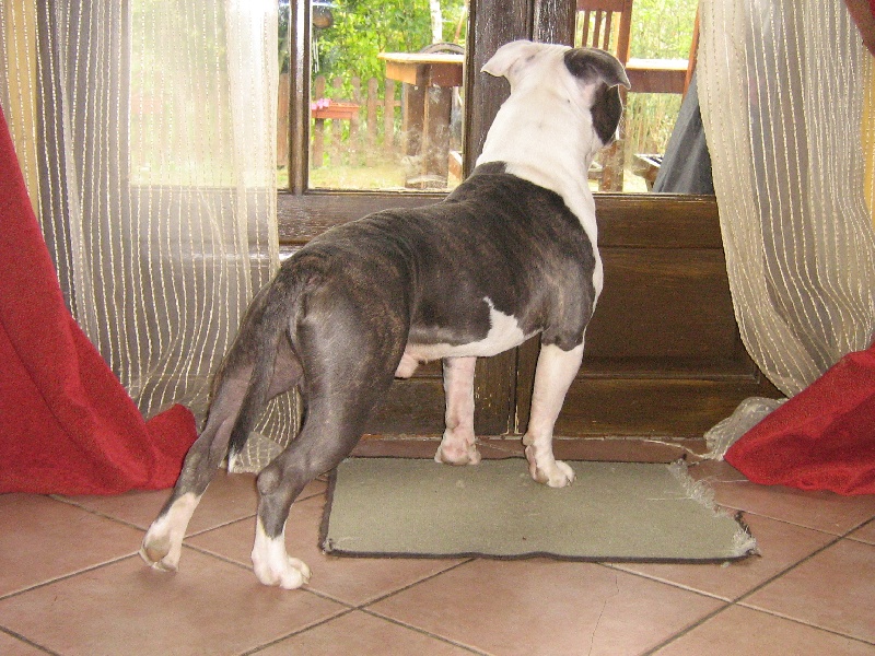 Cerdan ' alias ceusteur ' des Guerriers Occitans