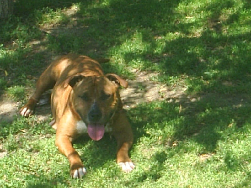 Usa- des Guerriers Occitans