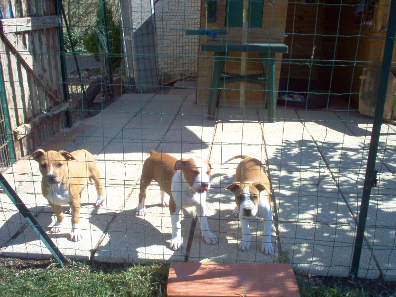 Magic-ster des Guerriers Occitans