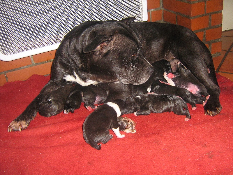 Elvis'  king off the king ' des Guerriers Occitans