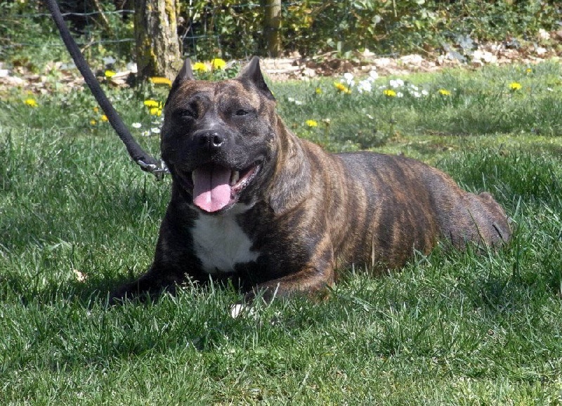 Faune queen safarie des Guerriers Occitans