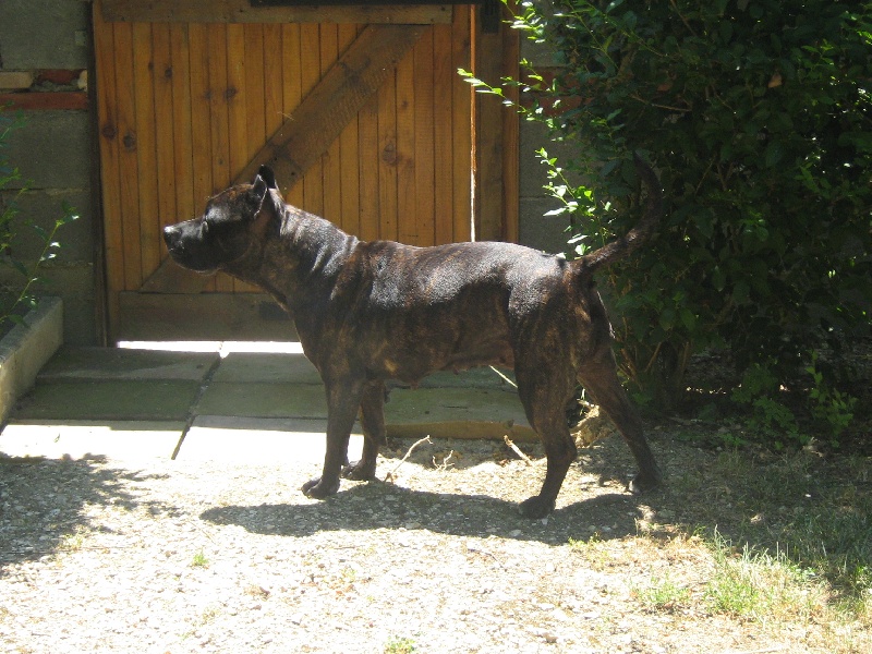 Unaya des Guerriers Occitans