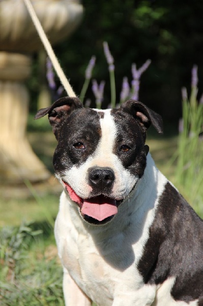 Holga' édition 2 ' des Guerriers Occitans