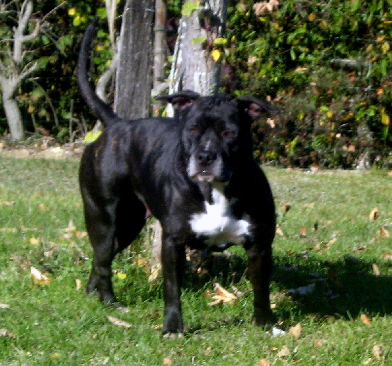 Arena black-night des Guerriers Occitans